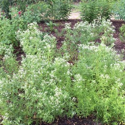 Short-toothed Mountain Mint